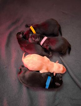 5 süße reinrassige Labrador Retriever Welpen suchen ein 4ever Zuhause - Finnentrop