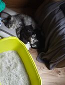 Main coon kittem in 17509