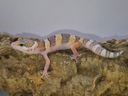 Super süße Leopardgeckos 2025 super Zahm - Jüchen