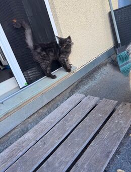 Maine coon Weibchen XXL - Essen