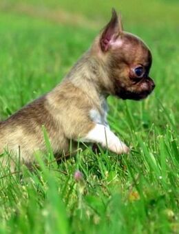 Auszugsbereit 1 süßer typvoller Chihuahua Rüde Welpe KH in Sonderfarben Brindle - Biebergemünd