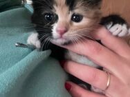 Babykatze, hauskatze , katze - Bräunlingen