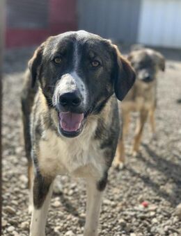 Diego sucht seine Familie auf Zeit - Celle