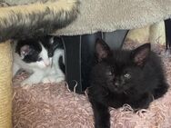 Main coon mix Katzenbabys weis schwarz und nur schwarz - Ulm