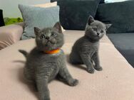 BKH Kitten suchen liebevolles Zuhause - Menden (Sauerland)