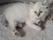Reinrassige Perser Ragdoll Kitten - Berlin