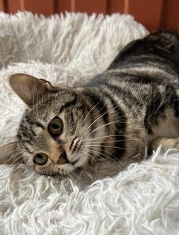 Dior - kleine Prinzessin - Süderbrarup