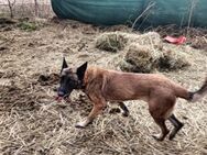 Malinois-Mix Hündin Carry sucht ein spor - München