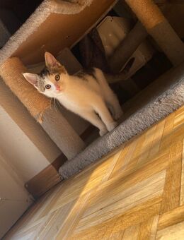 Babykatzen - Frankfurt (Main) Oberrad