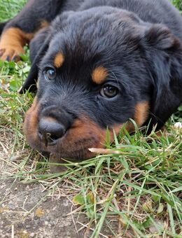 Rottweilerwelpen aus ADRK Zucht - Neunkirchen (Saarland)