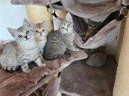 Bkh kitten 5 Stück abgabebereit - Oberndorf (Neckar)