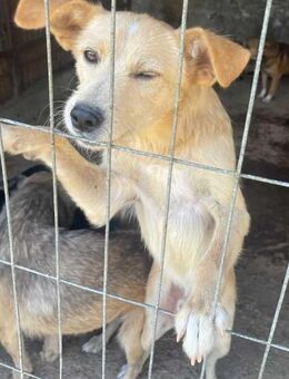 Skyler - Dein neuer Freund? 🐾 - Elsdorf (Nordrhein-Westfalen)