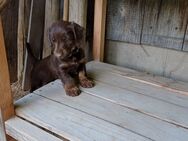 Dackel Rauhaardackel Wälderdackel Mischling Jagdhund - Lautenbach