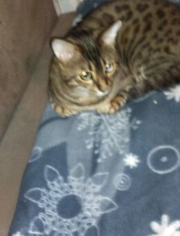 Verkaufe Bengal Kater - Nürnberg