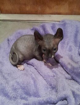 Süße Sphynx Kitten abzugeben - Goslar