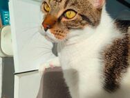 Sehr süße Katze Locki - Wedel