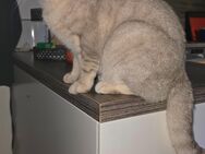 BKH-Kitten reinrassig suchen ein liebevolles Zuhause - Dillingen (Donau)