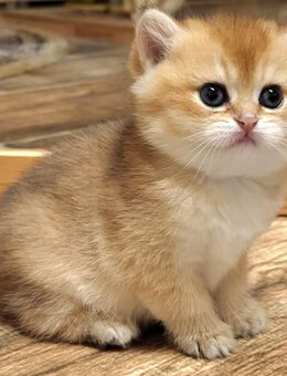 BKH kitten golden shaded mit Stammbaum - Bonn Tannenbusch