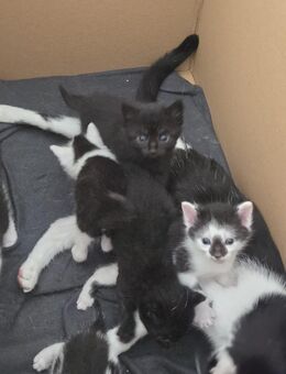 Kitten Katzenbaby männlich - Lollar Zentrum