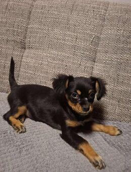 Polly kleiner Hund sucht kleines Plätzch - Neuberg