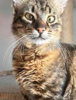 Stubentiger Pepper sucht seine Menschen! - München