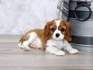 Cavalier King Charles Spaniel Hündin. - Nürnberg