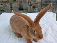 Kaninchen Rammler 4 Monate - Mügeln