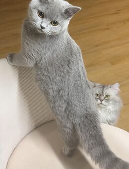 BKH Britisch kurzhaar weiblich - Mannheim