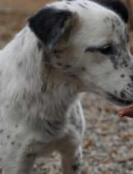 Monti möchte Menschen wieder vertrauen - Chemnitz