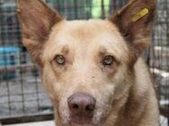 Kumo sucht dringend ein Zuhause - Kallmünz