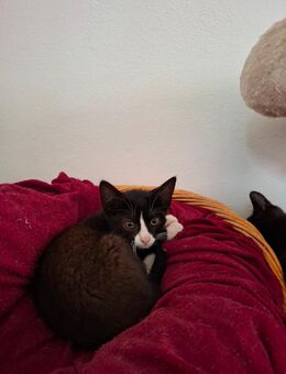 Mix Kitten Kater Auszug bereit - Haßbergen