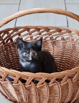 Babykatzen Kitten - Tönisvorst