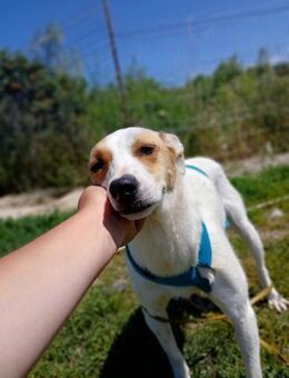 🆘liebevolle Everly🆘 Notfall - Eislingen (Fils)