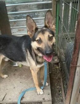 Max kleiner Schäferhund - Olfen