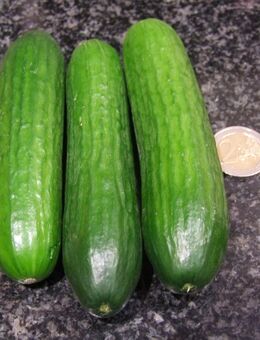 Mini Gurke - Stuttgart