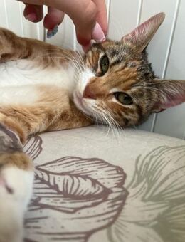 Handicap Katze Lucky - Grevenbroich