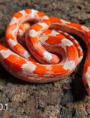 Lavablood, Lavablood Motley 2024 in 58332