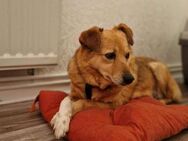 AJANA sucht ihr Für-Immer-Zuhause - Neuberg
