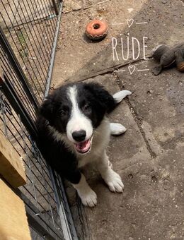 Border Collie Welpen - Sömmerda