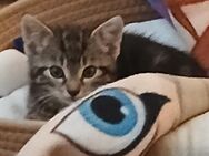 Europäische kurzhaarkatze - Mülheim (Ruhr)