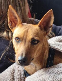 Ginger - schüchtern und verschmust - Heppenheim (Bergstraße)