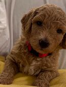 Königspudel Großpudel Pudel Welpen in 54662