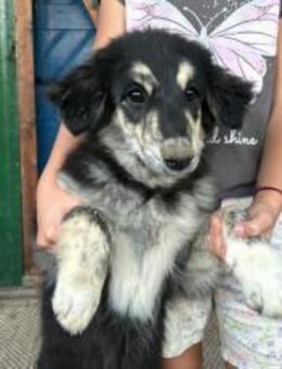 Flauschige Tosha - München