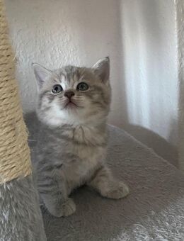 Britisch Kurzhaar BKH Katzen - Duisburg
