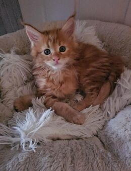 XXL Mainecoon kitten kater und Mädel - Rheine