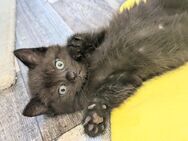 BKH Kitten dunkelbraun Mädchen und Junge - Wuppertal