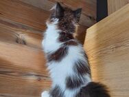 Perser Kittenmix Dalmatiner - Oberderdingen