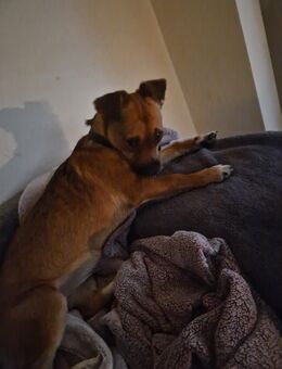 Junge Terrier mischlingshündin - Eydelstedt