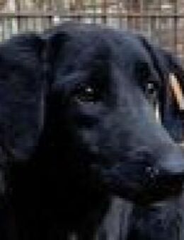 LETTY zarte, liebe, süße Hündin 50 cm - Rösrath