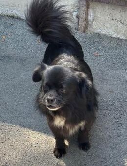 BENI-AUF EINMAL IM TIERHEIM - Nörten-Hardenberg